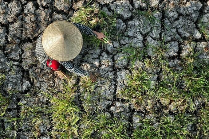 2020年3月竹本干涸。图片：右科。