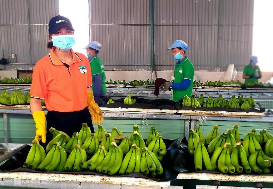 在嘉莱处理和包装德国葫芦的香蕉。照片：诗河
